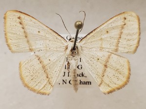  ( - CSUC111)  @11 [ ] CreativeCommons  Attribution Share-Alike (2021) Candice Sawyer California State University, Chico State Entomology Collection