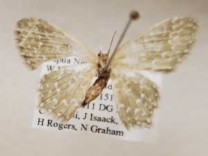  ( - CSUC116)  @11 [ ] CreativeCommons  Attribution Share-Alike (2021) Candice Sawyer California State University, Chico State Entomology Collection
