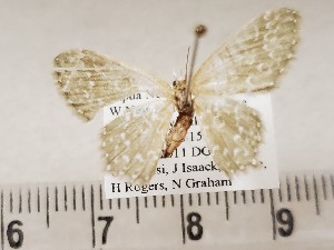  ( - CSUC116)  @11 [ ] CreativeCommons  Attribution Share-Alike (2021) Candice Sawyer California State University, Chico State Entomology Collection