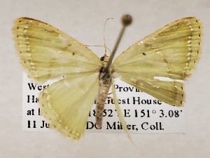  (Metallochlora aurigera - CSUC117)  @11 [ ] CreativeCommons  Attribution Share-Alike (2021) Candice Sawyer California State University, Chico State Entomology Collection