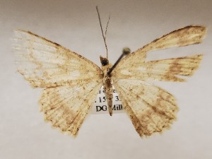  ( - CSUC124)  @11 [ ] CreativeCommons  Attribution Share-Alike (2021) Candice Sawyer California State University, Chico State Entomology Collection