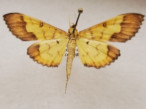  ( - CSUC125)  @11 [ ] CreativeCommons  Attribution Share-Alike (2021) Candice Sawyer California State University, Chico State Entomology Collection