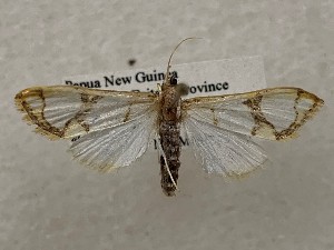  ( - CSUC172)  @11 [ ] CreativeCommons  Attribution Share-Alike (2021) Candice Sawyer California State University, Chico State Entomology Collection
