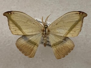  (Ausaris superba - CSUC188)  @11 [ ] CreativeCommons  Attribution Share-Alike (2021) Candice Sawyer California State University, Chico State Entomology Collection