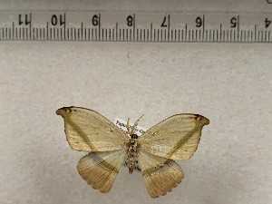  (Ausaris - CSUC188)  @11 [ ] CreativeCommons  Attribution Share-Alike (2021) Candice Sawyer California State University, Chico State Entomology Collection