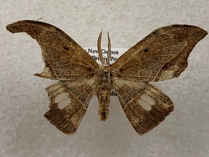  (Canucha curvaria - CSUC191)  @11 [ ] CreativeCommons  Attribution Share-Alike (2021) Candice Sawyer California State University, Chico State Entomology Collection
