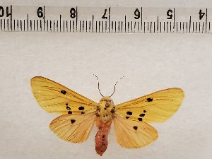 ( - CSUC199)  @11 [ ] CreativeCommons  Attribution Share-Alike (2021) Candice Sawyer California State University, Chico State Entomology Collection