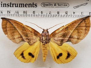  ( - CSUC235)  @11 [ ] CreativeCommons  Attribution Share-Alike (2021) Candice Sawyer California State University, Chico State Entomology Collection
