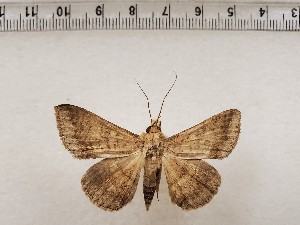  (Ercheia inangulata - CSUC251)  @11 [ ] CreativeCommons  Attribution Share-Alike (2021) Candice Sawyer California State University, Chico State Entomology Collection
