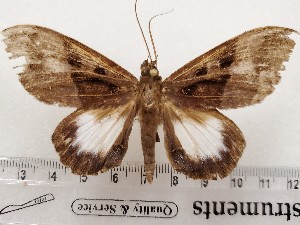  ( - CSUC65)  @11 [ ] CreativeCommons  Attribution Share-Alike (2021) Candice Sawyer California State University, Chico State Entomology Collection