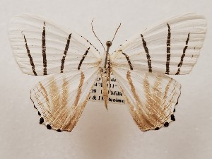  (Stesichora pieridaria - CSUC68)  @11 [ ] CreativeCommons  Attribution Share-Alike (2021) Candice Sawyer California State University, Chico State Entomology Collection