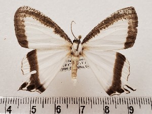  ( - CSUC74)  @11 [ ] CreativeCommons  Attribution Share-Alike (2021) Candice Sawyer California State University, Chico State Entomology Collection