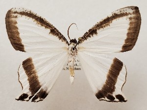  ( - CSUC75)  @11 [ ] CreativeCommons  Attribution Share-Alike (2021) Candice Sawyer California State University, Chico State Entomology Collection