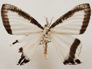  (Cyphura latimarginata - CSUC76)  @11 [ ] CreativeCommons  Attribution Share-Alike (2021) Candice Sawyer California State University, Chico State Entomology Collection