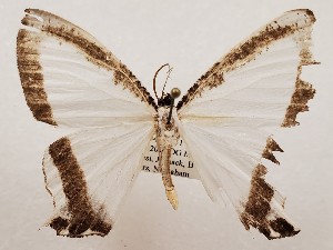  ( - CSUC78)  @11 [ ] CreativeCommons  Attribution Share-Alike (2021) Candice Sawyer California State University, Chico State Entomology Collection