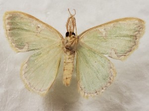 (Comostola conchylias - CSUC81)  @11 [ ] CreativeCommons  Attribution Share-Alike (2021) Candice Sawyer California State University, Chico State Entomology Collection