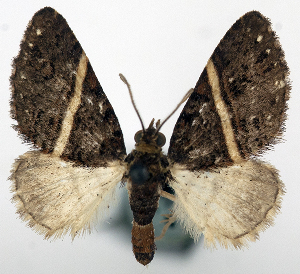  (Eupithecia albisecta - CCDB-20690-E05)  @11 [ ] CreativeCommons - Attribution (2014) David Pollock Centre for Biodiversity Genomics
