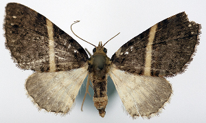  (Eupithecia albisecta - CCDB-20690-E06)  @11 [ ] CreativeCommons - Attribution Non-Commercial Share-Alike (2014) David Pollock Centre for Biodiversity Genomics