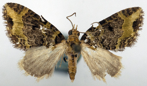  (Eupithecia leucoprora - CCDB-20690-E08)  @11 [ ] CreativeCommons - Attribution (2014) David Pollock Centre for Biodiversity Genomics