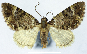  (Eupithecia lissopis - CCDB-21790-A01)  @11 [ ] CreativeCommons - Attribution (2014) David Pollock Centre for Biodiversity Genomics