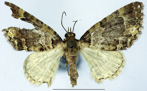  (Eupithecia lissopis - CCDB-21790-A02)  @11 [ ] CreativeCommons - Attribution Non-Commercial Share-Alike (2014) David Pollock Centre for Biodiversity Genomics