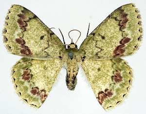  (Epipristis rufilunata - BMNH(E) #817035)  @11 [ ] CreativeCommons - Attribution (2014) David Polluck Centre for Biodiversity Genomics