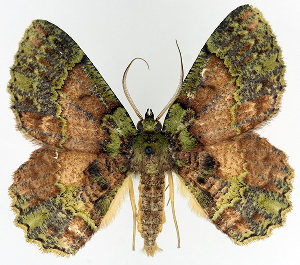  (Hypodoxa corrosa - BMNH(E) #817039)  @11 [ ] CreativeCommons - Attribution (2014) David Polluck Centre for Biodiversity Genomics