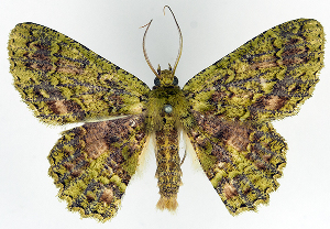  (Hypodoxa incarnata - BMNH(E) #817043)  @11 [ ] CreativeCommons - Attribution (2014) David Polluck Centre for Biodiversity Genomics