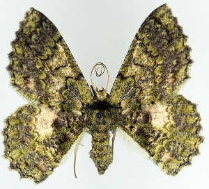  (Hypodoxa leprosa - BMNH(E) #817045)  @11 [ ] CreativeCommons - Attribution (2014) David Polluck Centre for Biodiversity Genomics