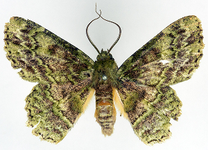  (Hypodoxa ruptilinea - BMNH(E) #817050)  @11 [ ] CreativeCommons - Attribution (2014) David Polluck Centre for Biodiversity Genomics