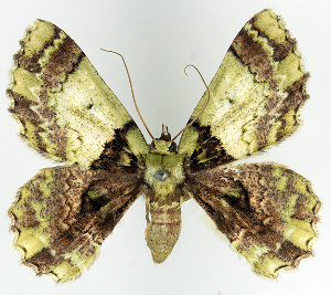  (Hypodoxa regina - BMNH(E) #817052)  @11 [ ] CreativeCommons - Attribution (2014) David Polluck Centre for Biodiversity Genomics
