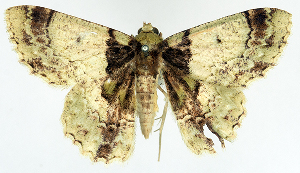  (Hypodoxa pallida - BMNH(E) #817053)  @11 [ ] CreativeCommons - Attribution (2014) David Polluck Centre for Biodiversity Genomics