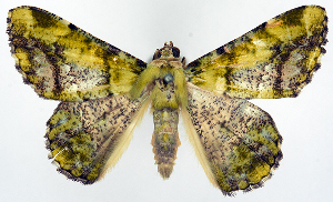  (Aeolochroma venia - BMNH(E) #817127)  @11 [ ] CreativeCommons - Attribution (2014) David Polluck Centre for Biodiversity Genomics