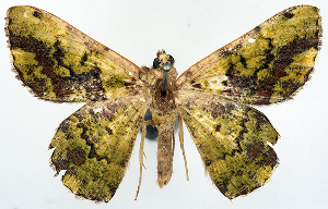  (Aeolochroma prasina spadicocampa - BMNH(E) #817129)  @11 [ ] CreativeCommons - Attribution (2014) David Polluck Centre for Biodiversity Genomics
