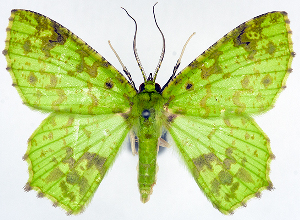  (Alloeopage cinerea virescens - 817324)  @11 [ ] CreativeCommons - Attribution Non-Commercial Share-Alike (2015) David Polluck Smithsonian Institution