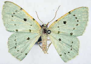  (Prasinocyma caeruleotincta - 817486)  @11 [ ] CreativeCommons - Attribution Non-Commercial Share-Alike (2015) David Polluck Smithsonian Institution