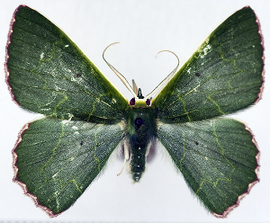  (Prasinocyma exililinea - 817494)  @11 [ ] CreativeCommons - Attribution Non-Commercial Share-Alike (2015) David Polluck Smithsonian Institution