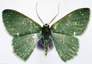 (Prasinocyma nictata - 817534)  @11 [ ] CreativeCommons - Attribution Non-Commercial Share-Alike (2015) David Polluck Smithsonian Institution