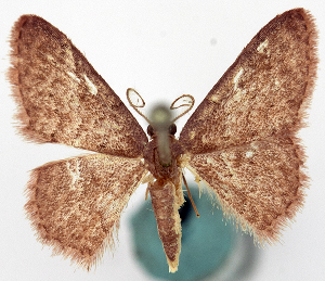  (Idaea catopolia - CCDB-11876-G02)  @11 [ ] CreativeCommons - Attribution (2014) David Polluck Centre for Biodiversity Genomics