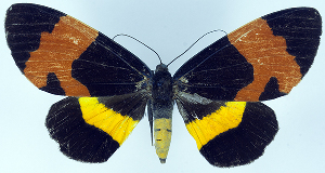  (Milionia brevipennis - CCDB-16634_H10)  @11 [ ] CreativeCommons - Attribution Non-Commercial Share-Alike (2014) David Polluck Centre for Biodiversity Genomics