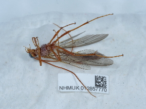  ( - NHMUK012857770)  @11 [ ] Unspecified (default): All Rights Reserved  Unspecified Unspecified