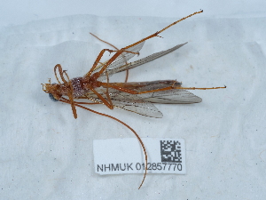  ( - NHMUK012857770)  @11 [ ] Unspecified (default): All Rights Reserved  Unspecified Unspecified