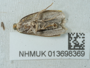  ( - NHMUK013698369)  @11 [ ] Unspecified (default): All Rights Reserved  Unspecified Unspecified