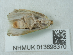  ( - NHMUK013698370)  @11 [ ] Unspecified (default): All Rights Reserved  Unspecified Unspecified