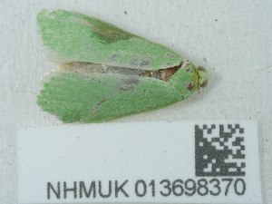  ( - NHMUK013698370)  @11 [ ] Unspecified (default): All Rights Reserved  Unspecified Unspecified