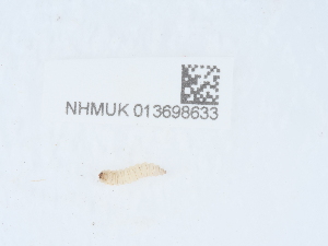  ( - NHMUK013698633)  @11 [ ] Unspecified (default): All Rights Reserved  Unspecified Unspecified