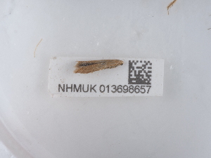  ( - NHMUK013698657)  @11 [ ] Unspecified (default): All Rights Reserved  Unspecified Unspecified