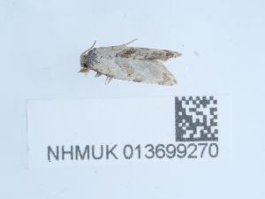  ( - NHMUK013699270)  @11 [ ] Unspecified (default): All Rights Reserved  Unspecified Unspecified