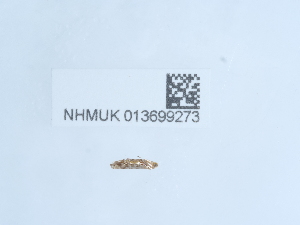  ( - NHMUK013699273)  @11 [ ] Unspecified (default): All Rights Reserved  Unspecified Unspecified