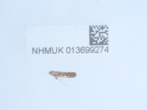  ( - NHMUK013699274)  @11 [ ] Unspecified (default): All Rights Reserved  Unspecified Unspecified